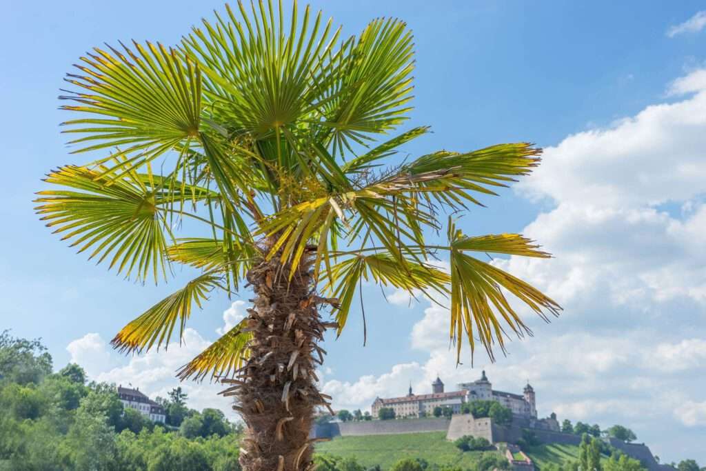 Eine majestätische Palme am Würzburger Stadtstrand, im Hintergrund die historische Festung Marienberg – Urlaubsfeeling in Würzburg.
